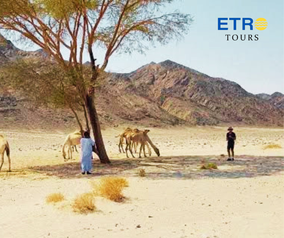 Wadi El-Gemal National Park