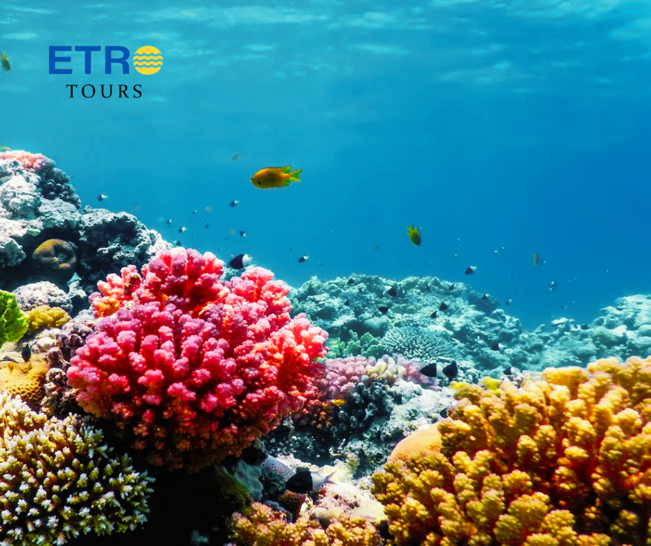 Satayah Reef (Fury Shoal)